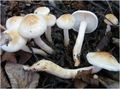 Hygrophorus lindtneri